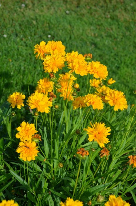Coreopsis grandiflora 'Early Sunrise' (2)